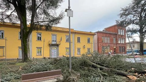 Tiene sempre più banco la questione degli alberi nel Comune, dopo l’imminente taglio dei due cedri di Piazza Pascoli considerati... Tiene sempre più banco la questione degli alberi nel Comune, dopo l’imminente taglio dei due cedri di Piazza Pascoli considerati...