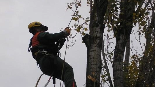 E Distribuzione provvede a tagliare alberi nelle zone di Torano, Campocecina, Piastra E Distribuzione provvede a tagliare alberi nelle zone di Torano, Campocecina, Piastra