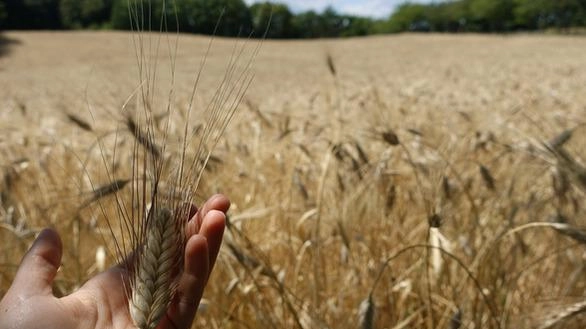 Firenze ospita Agrofutura: il festival sull’agricoltura del futuro tra innovazione, sostenibilità e cultura Firenze ospita Agrofutura: il festival sull’agricoltura del futuro tra innovazione, sostenibilità e cultura