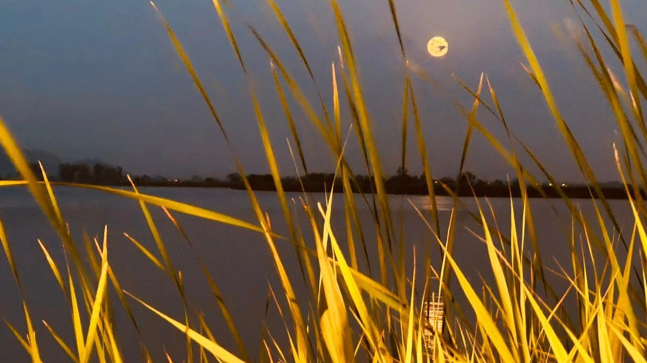 L'edificio La Brilla, ora chiamato la Porta del Lago, a Massaciuccoli, offre un viaggio nella storia romana e nel paesaggio naturale circostante, con la presenza di importanti siti archeologici e la suggestiva presenza del lago. L'edificio La Brilla, ora chiamato la Porta del Lago, a Massaciuccoli, offre un viaggio nella storia romana e nel paesaggio naturale circostante, con la presenza di importanti siti archeologici e la suggestiva presenza del lago.