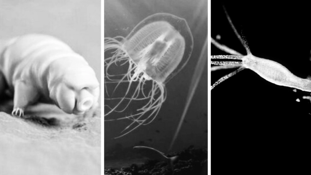 Tardigrado, Turritopsis Dohrnii e l’Hydra Vulgaris Tardigrado, Turritopsis Dohrnii e l’Hydra Vulgaris