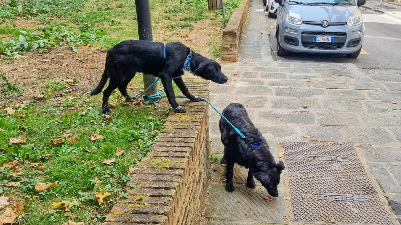 due cani abbandonati in via Castel Guinelli, sotto l’ospedale Serristori: i due animali adesso saranno curati e poi eventualmente dati in adozione due cani abbandonati in via Castel Guinelli, sotto l’ospedale Serristori: i due animali adesso saranno curati e poi eventualmente dati in adozione