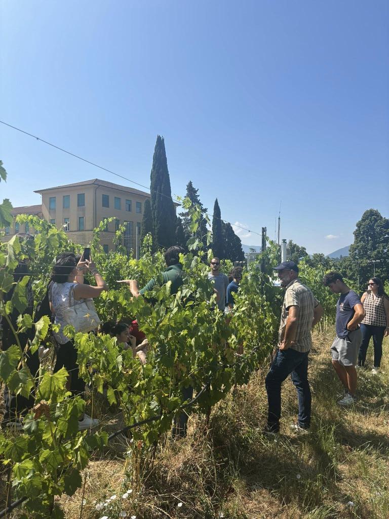 i vigneti smart di calafata e8217 l8217irrigazione calibrata sul benessere delle piante