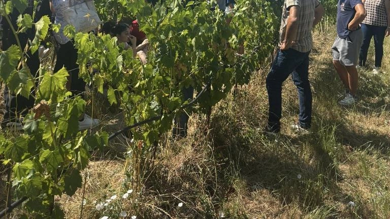 I vigneti smart di Calafata. E’ l’irrigazione calibrata sul benessere delle piante