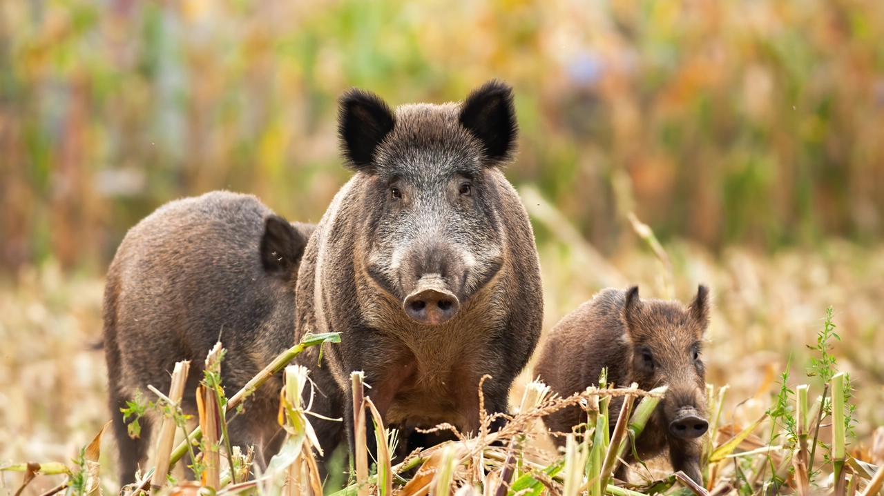 Angry wild boar, sus scrofa, having a guard and taking care of his family in the background. Little piglet standing on the corn field protected by the dominant pig. Concept of family protection. Angry wild boar, sus scrofa, having a guard and taking care of his family in the background. Little piglet standing on the corn field protected by the dominant pig. Concept of family protection.