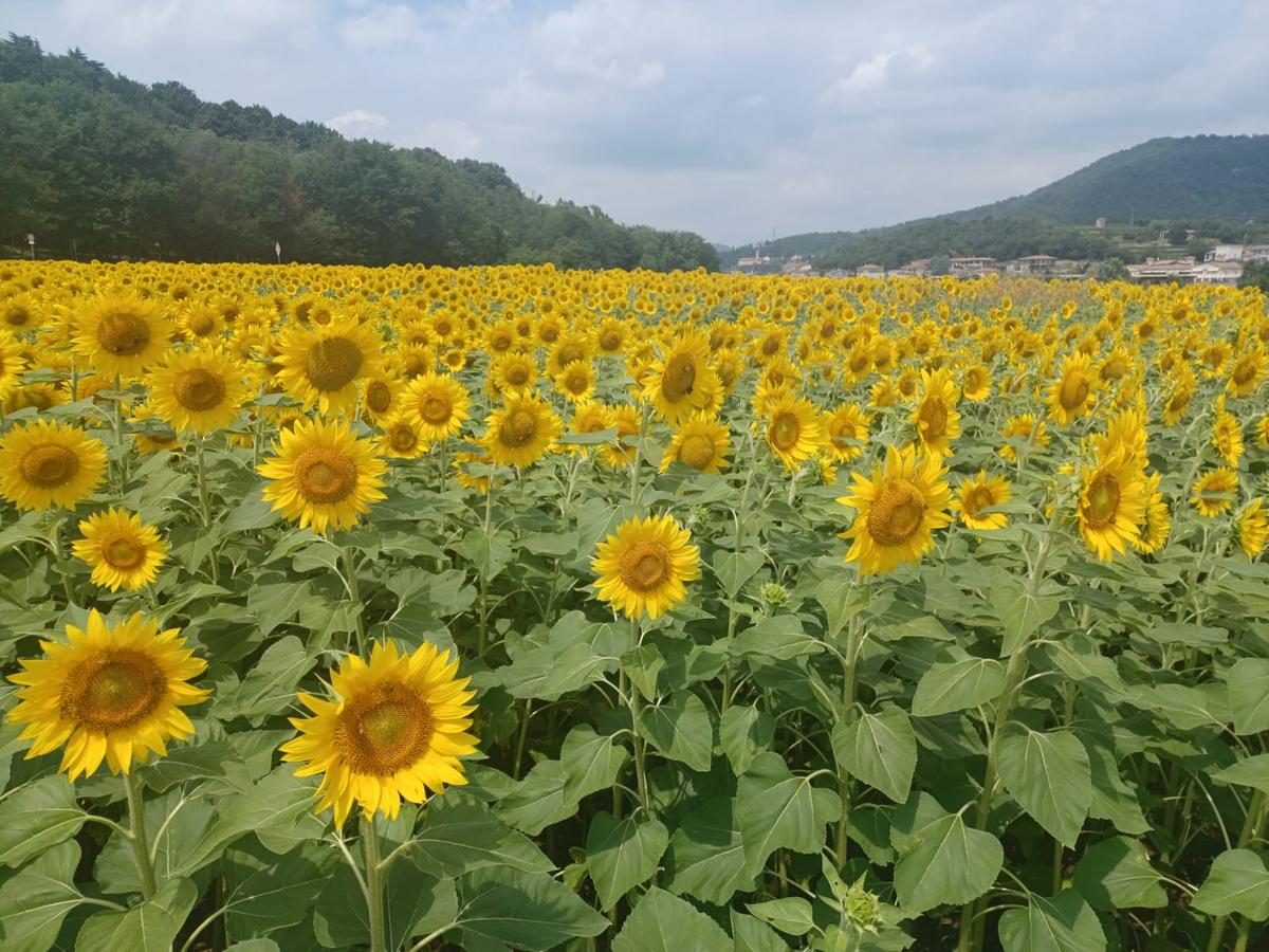 agricoltura toscana raccolti gi249 del 40 per l8217assalto di piccioni e colombacci