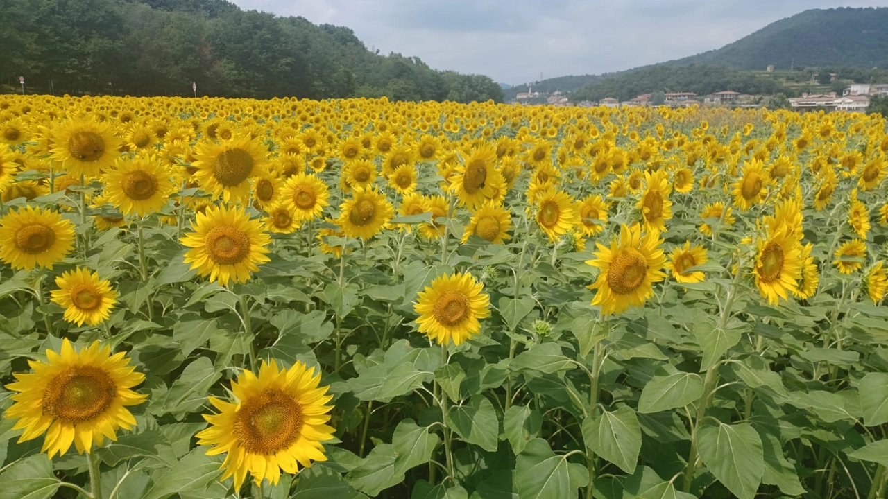 Un campo di girasoli