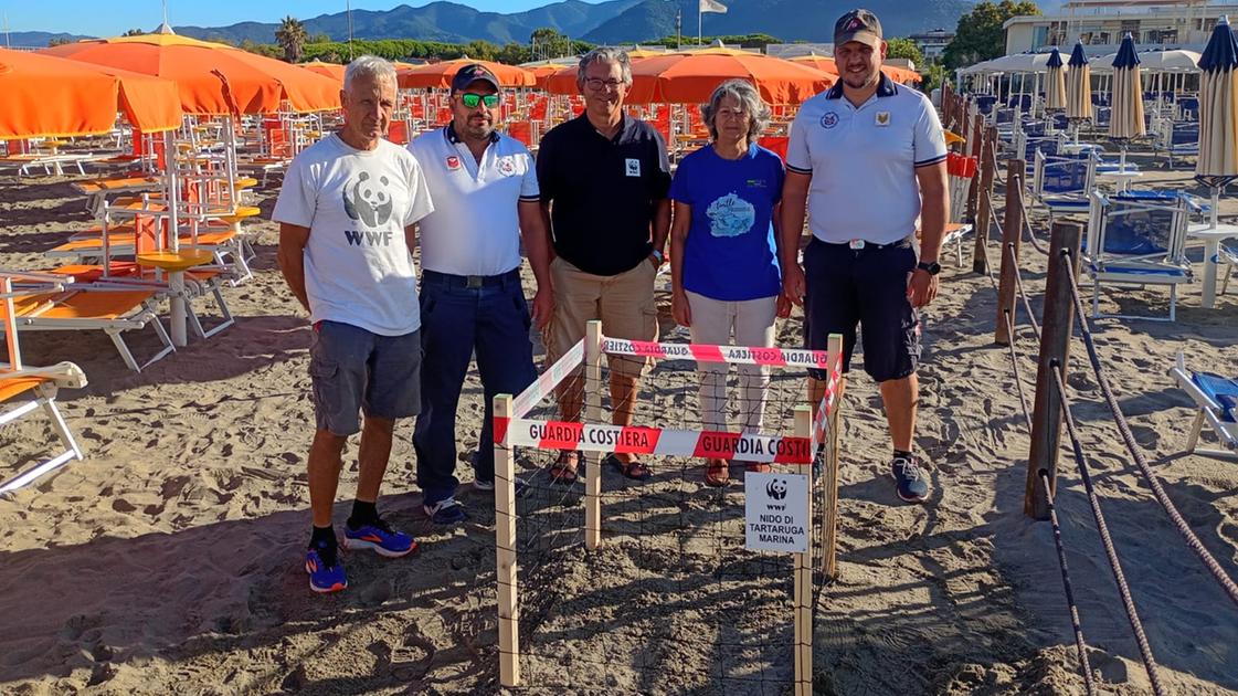 La Caretta caretta nidifica a Marina. Uova di tartaruga al bagno Mistral