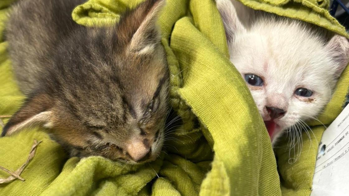 Gatti chiusi in un sacco. Salvati da un giovane Gatti chiusi in un sacco. Salvati da un giovane