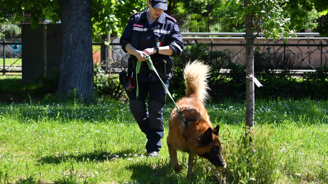 Individuati oltre 6 kg di droga grazie al fiuto dei tre cani in forze alla polizia municipale Individuati oltre 6 kg di droga grazie al fiuto dei tre cani in forze alla polizia municipale