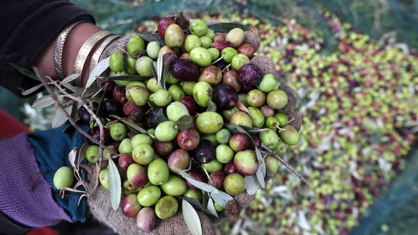 Tantissime olive, ma la resa è bassa (Foto Ansa) Tantissime olive, ma la resa è bassa (Foto Ansa)