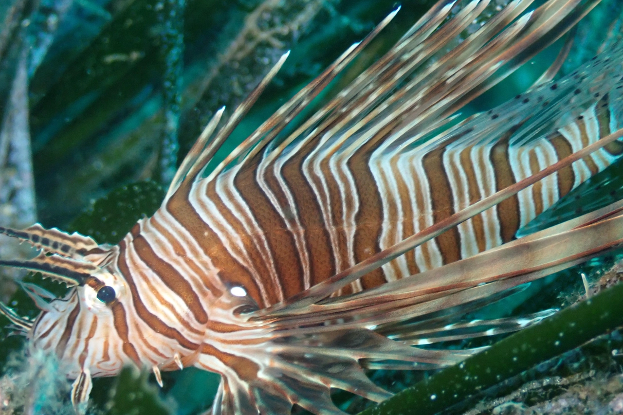 Un esemplare spettacolare di pesce scorpione immortalato nelle acque della Sicilia da Giusi Milintenda del progetto AlienFish