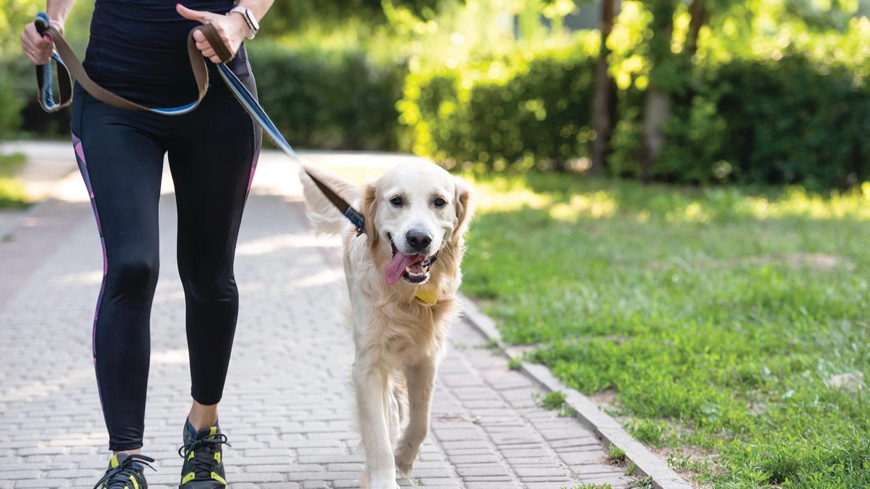 Sport, corsa e cani insieme