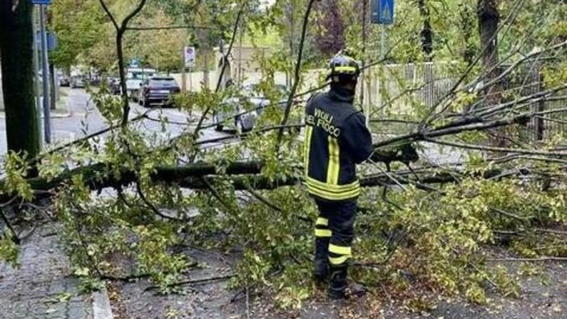 Un o dei tanti interventi dei vigili del fuoco effettuati per crollo di piante Un o dei tanti interventi dei vigili del fuoco effettuati per crollo di piante
