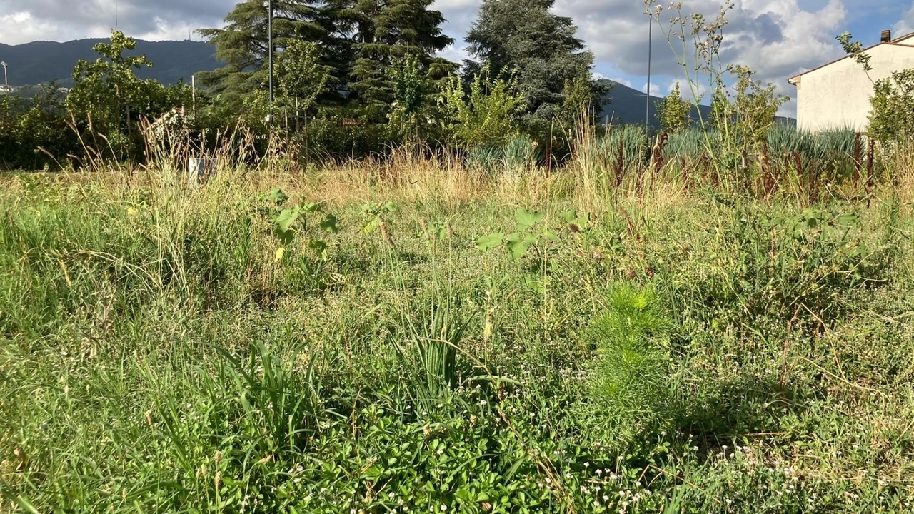 L’erba alta cresciuta nel nuovo parco di Marlia L’erba alta cresciuta nel nuovo parco di Marlia