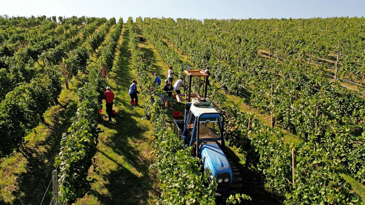 Una vendemmia che non è stata aiutati dalle tardive piogge ma che nonostante questo ha prodotte uva sana Una vendemmia che non è stata aiutati dalle tardive piogge ma che nonostante questo ha prodotte uva sana
