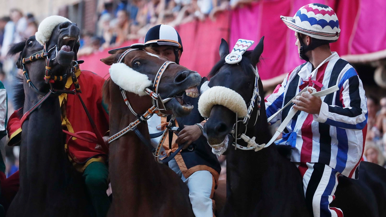 Drago, Lupa e Istrice affiancate ai canapi nella terza prova