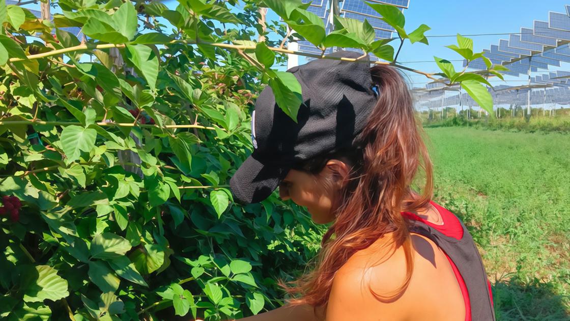 Botta e risposta sugli impianti fotovoltaici Botta e risposta sugli impianti fotovoltaici