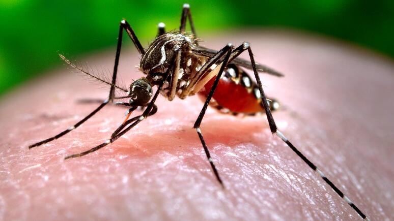 C’è un caso di Dengue nel pisano, scatta la disinfestazione