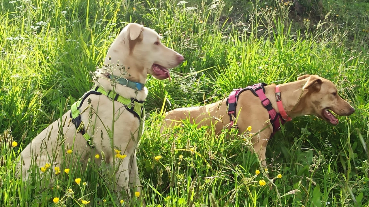 Lo confermano anche i veterinari della città, che registrano un aumento di casi di intossicazione