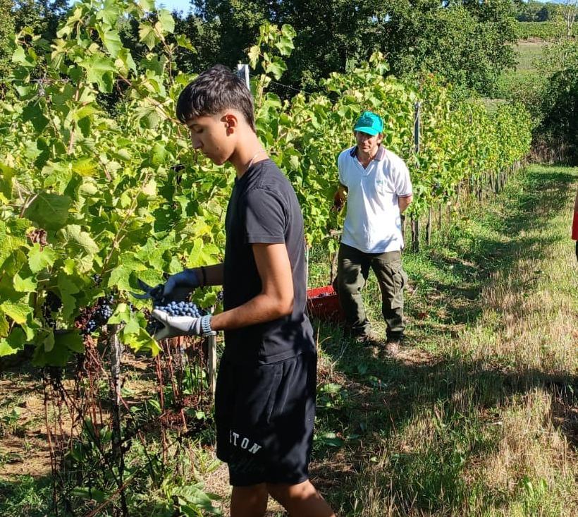 https://www.lanazione.it/image-service/view/acePublic/alias/contentid/MDg0MDM5ZjctYWZhMC00/0/vendemmia-di-qualita-ma-uve-in-calo-del-13.jpeg?f=1.90:1&w=1200