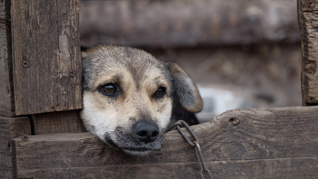 La polizia locale spezzina ha salvato altri due cani La polizia locale spezzina ha salvato altri due cani