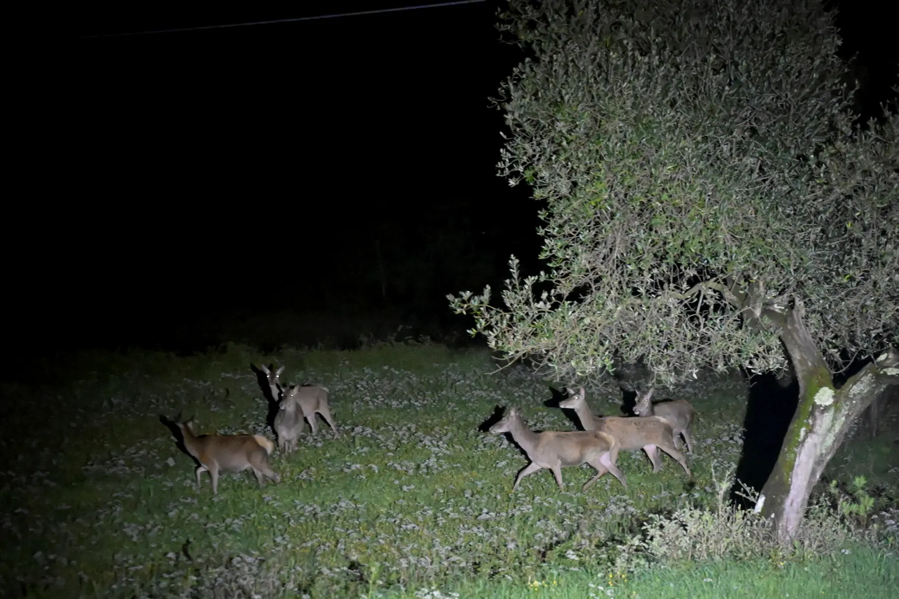 Il censimento dei cervi. Visore termico, torce e il silenzio del bosco: “Contati 121 esemplari”