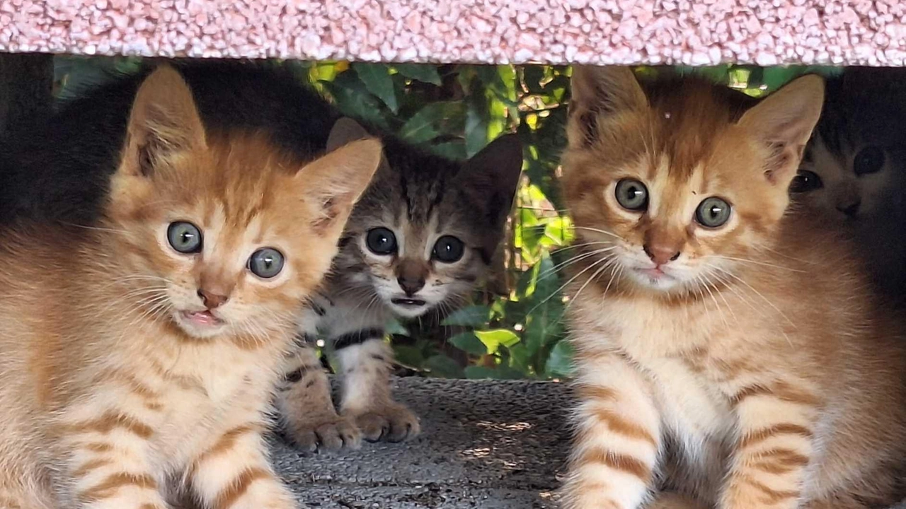 Una bella immagine dei gattini spariti Una bella immagine dei gattini spariti