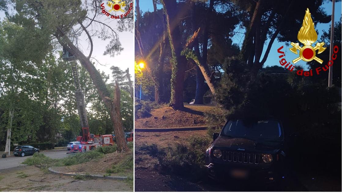 Terni, ramo di un pino crolla sulle auto in sosta Terni, ramo di un pino crolla sulle auto in sosta