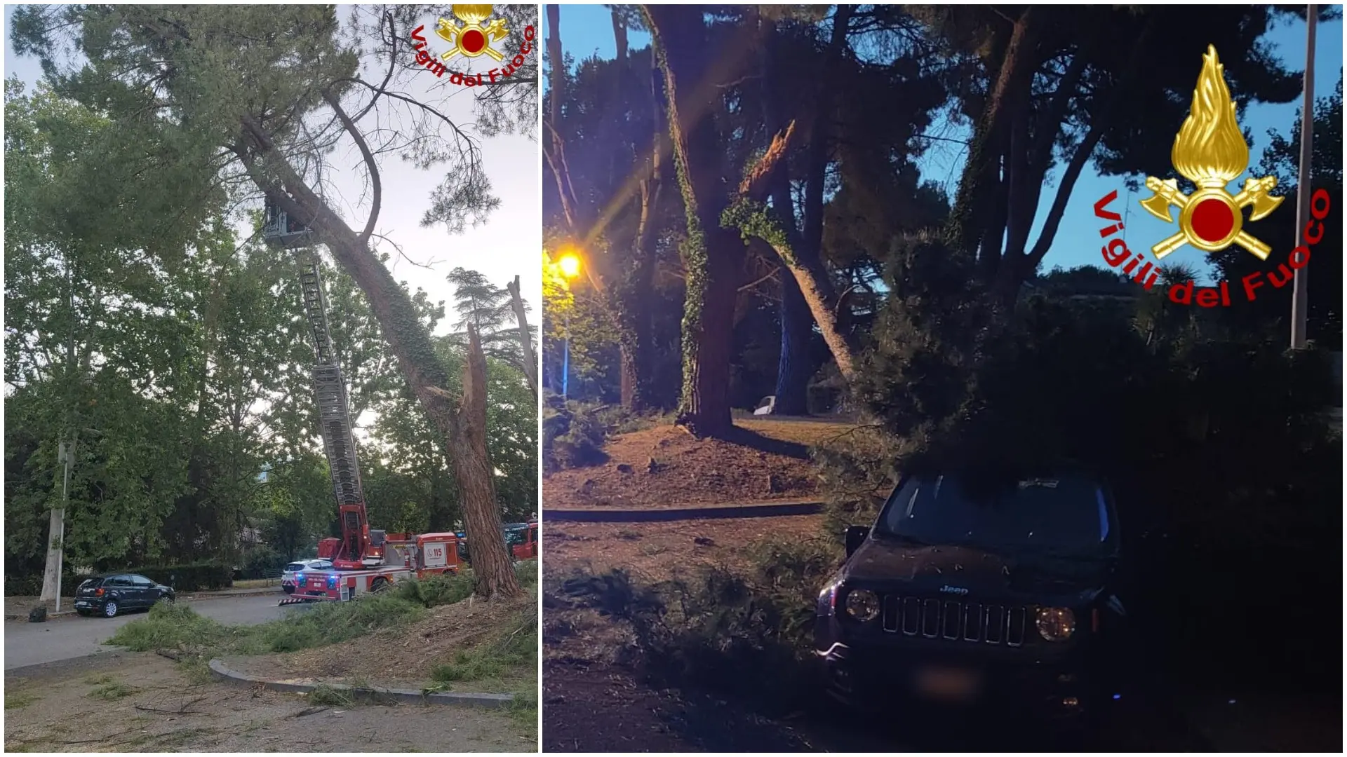 Terni, ramo di un pino crolla sulle auto in sosta