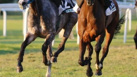 Torna l’ippica questo pomeriggio a San Rossore Torna l’ippica questo pomeriggio a San Rossore