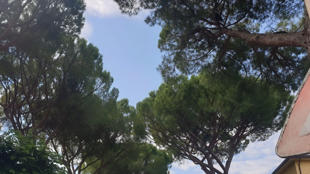 La giunta comunale di Bastia Umbra si schiera contro l’abbattimento di otto pini tra via Marsala e via Manzoni «Una chiara scelta politica a tutela del patrimonio arboreo urbano» La giunta comunale di Bastia Umbra si schiera contro l’abbattimento di otto pini tra via Marsala e via Manzoni «Una chiara scelta politica a tutela del patrimonio arboreo urbano»