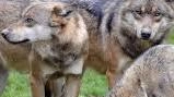 La Regione Toscana ha di recente stanziato contributi per gli allevatori che hanno subito danni dopo gli attacchi da parte dei predatori La Regione Toscana ha di recente stanziato contributi per gli allevatori che hanno subito danni dopo gli attacchi da parte dei predatori