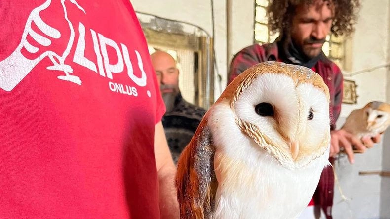 Il ritorno del “fantasma“ di Pianosa: "Condizioni ottimali per il Barbagianni. Avanti col progetto di reintroduzione"