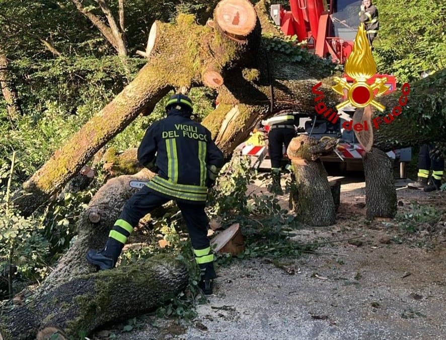 crolla un grosso albero nella notte paura a lastra a signa da Lanazione.it crolla un grosso albero nella notte paura a lastra a signa