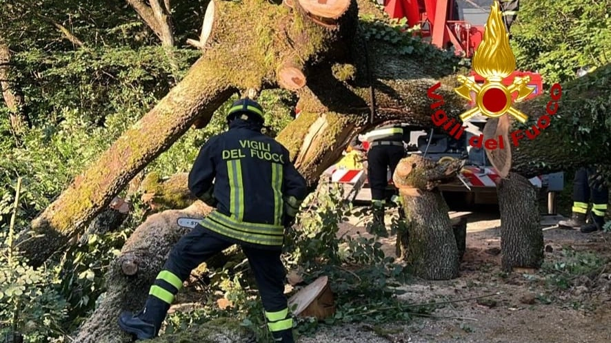 L'intervento dei vigili del fuoco a Lastra a Signa dove è crollata una grossa pianta L'intervento dei vigili del fuoco a Lastra a Signa dove è crollata una grossa pianta