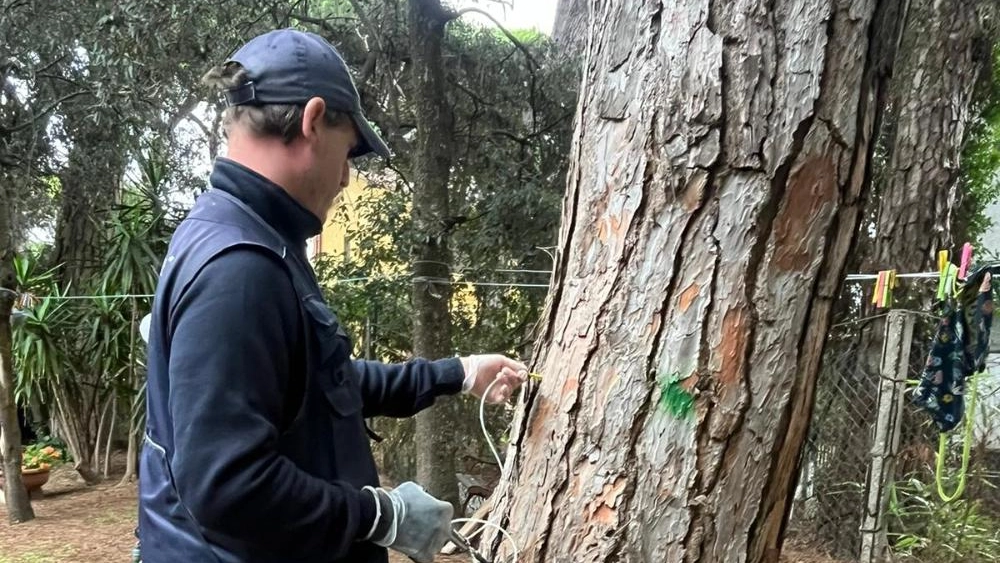 I trattamenti fitosanitari fatti fino ad ora e cioè quelli con l’inoculazione di un insetticida anti-cocciniglia, hanno riguardato circa 800 pini tra Marina di Pisa e Tirrenia I trattamenti fitosanitari fatti fino ad ora e cioè quelli con l’inoculazione di un insetticida anti-cocciniglia, hanno riguardato circa 800 pini tra Marina di Pisa e Tirrenia