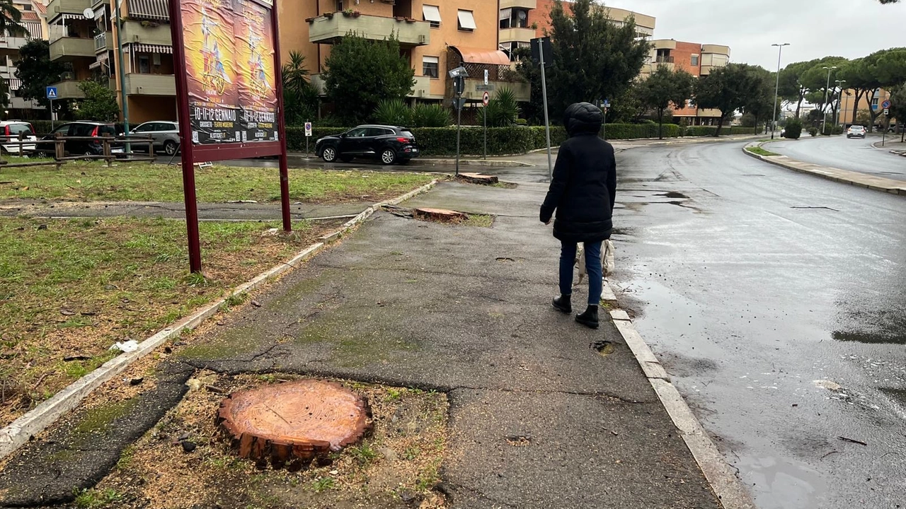 Alcuni degli alberi abbattuti dal Comune di Grosseto nella zona di via Platino e via Argento Alcuni degli alberi abbattuti dal Comune di Grosseto nella zona di via Platino e via Argento