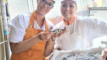 GROSSETO "Sostieni i pescatori di Orbetello acquistando i granchi blu della Laguna, che da invasori delle coste toscane, diventano un cibo... GROSSETO "Sostieni i pescatori di Orbetello acquistando i granchi blu della Laguna, che da invasori delle coste toscane, diventano un cibo...