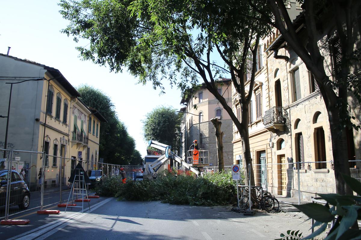 gavinana alberi abbattuti in viale giannotti proseguono i lavori per la realizzazione della tramvia