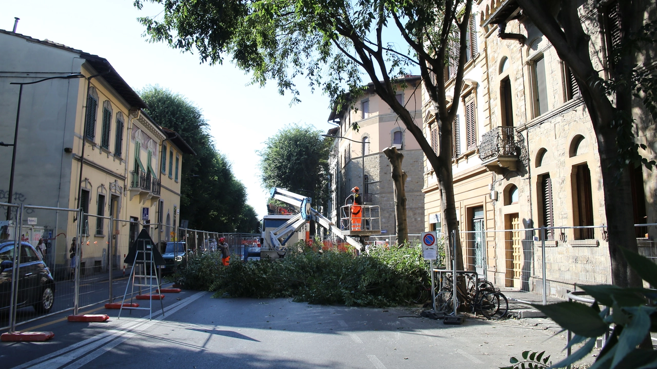 L'abbattimento degli alberi in viale Giannotti, prima di piazza Gavinana (Foto Marco Mori / NewPressPhoto)