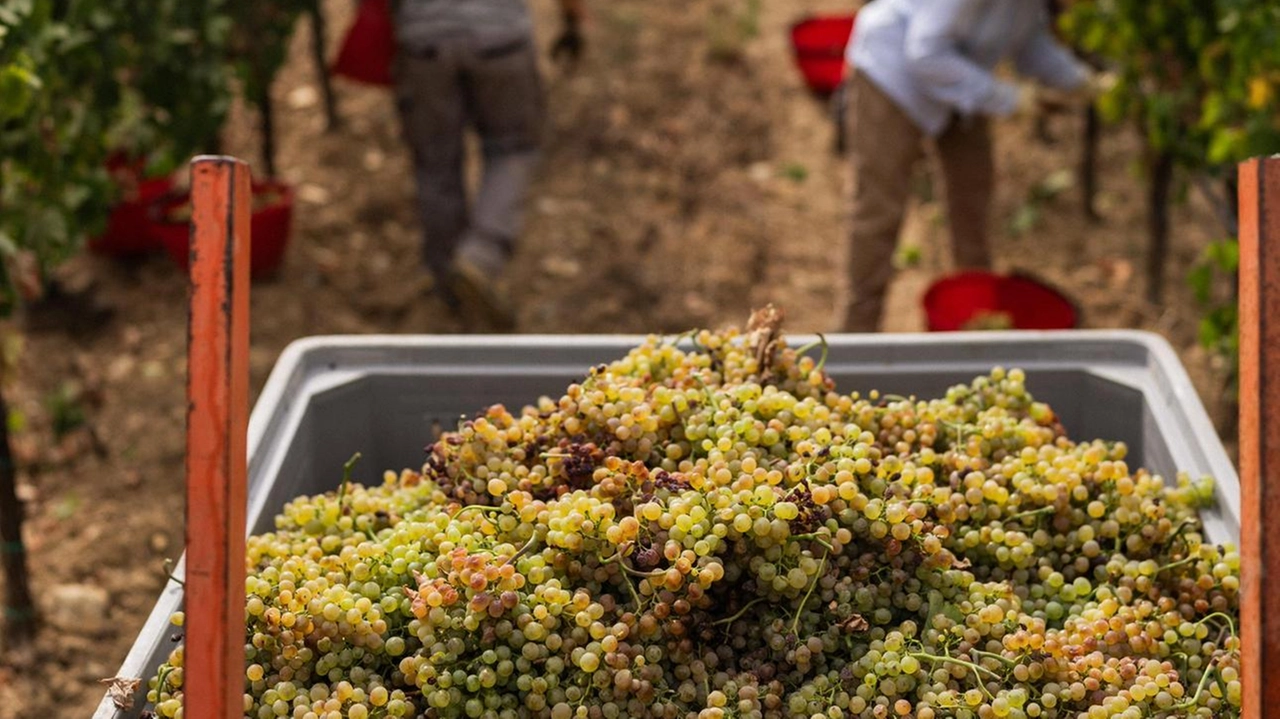 Sarà un’annata ottima. In alcune zone grappoli già in cantina. S’incrociano le dita per il meteo Sarà un’annata ottima. In alcune zone grappoli già in cantina. S’incrociano le dita per il meteo