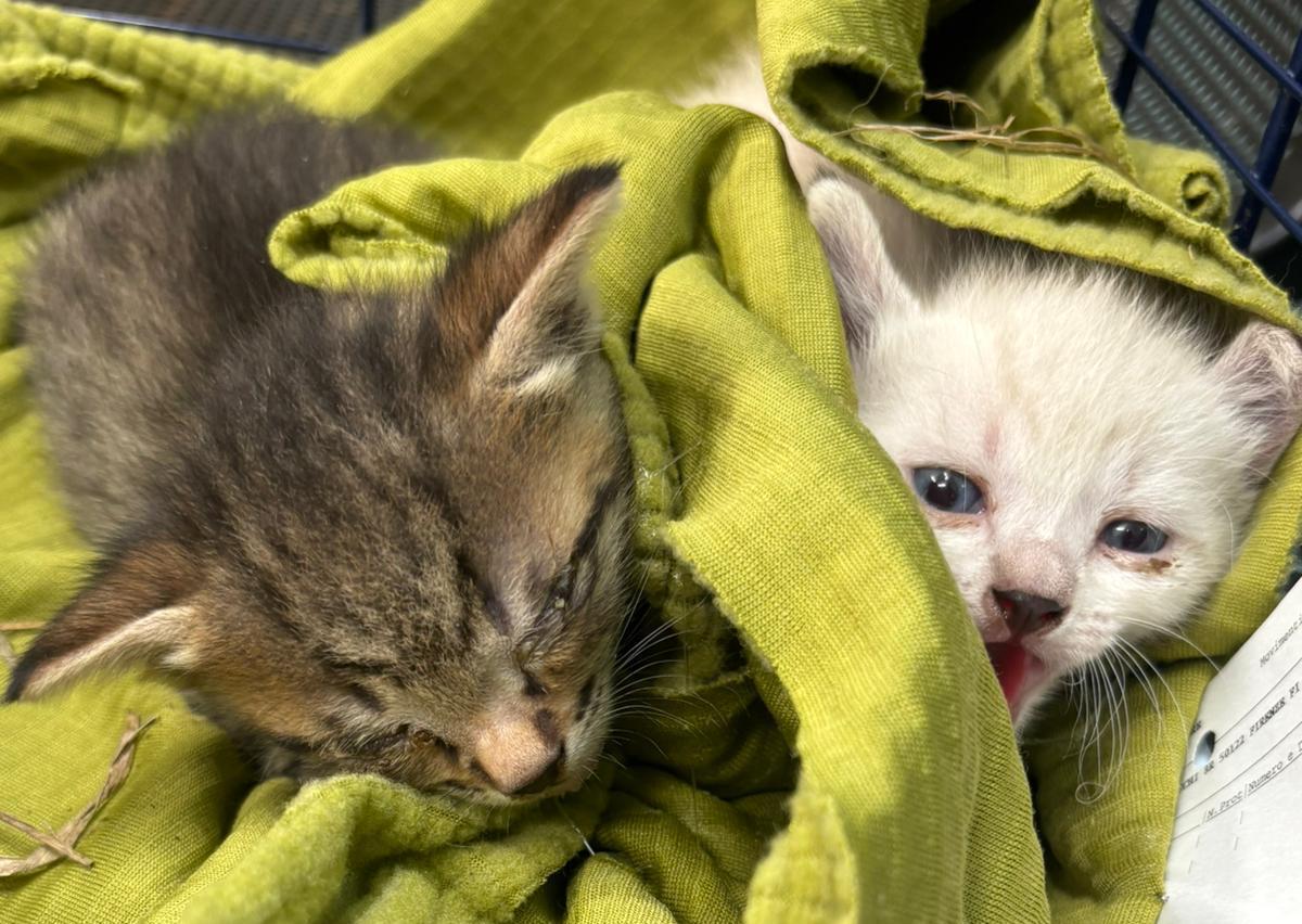 Due gattini gettati nell’organico: scoperti dai netturbini, denunciata una donna