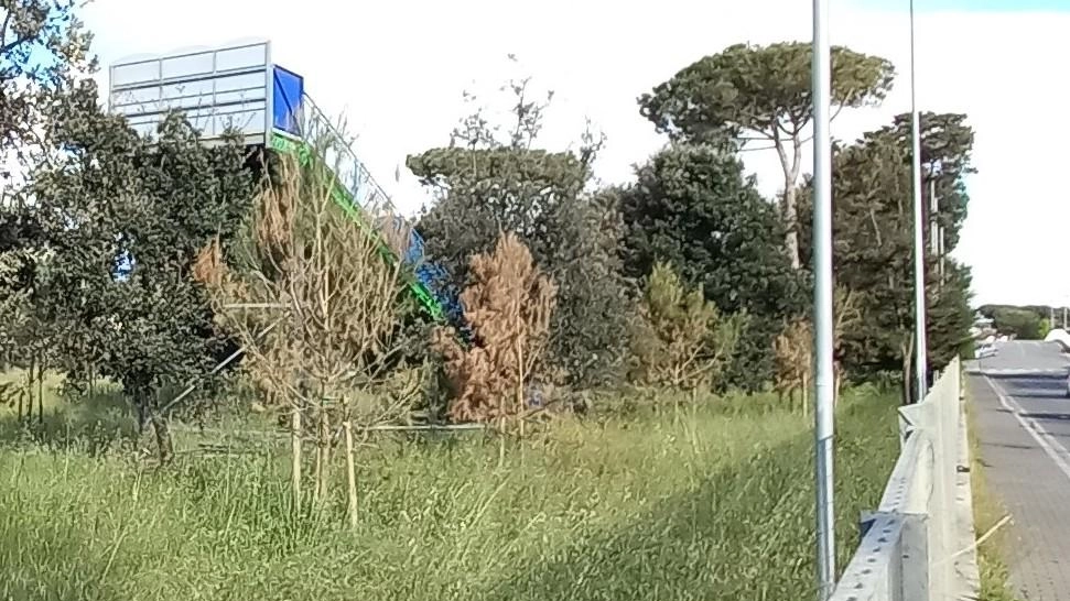 Italia Nostra segnala problemi nella ripiantumazione all'ex parco dei conigli a Marina di Massa: pini piegati e in sofferenza, richiesta di interventi urgenti per salvare le piante colpite da malattia.