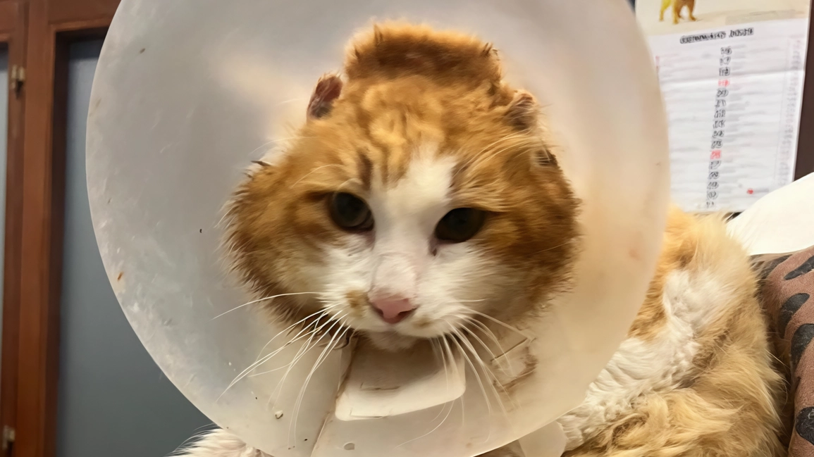 Uno dei quindici gatti salvati nell’area di servizio di Lucignano Uno dei quindici gatti salvati nell’area di servizio di Lucignano
