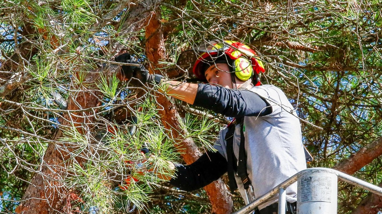 L’ordinanza urgente del sindaco dopo le giornate di maltempo "La nostra consulente forestale dovrà effettuare una perizia". L’ordinanza urgente del sindaco dopo le giornate di maltempo "La nostra consulente forestale dovrà effettuare una perizia".