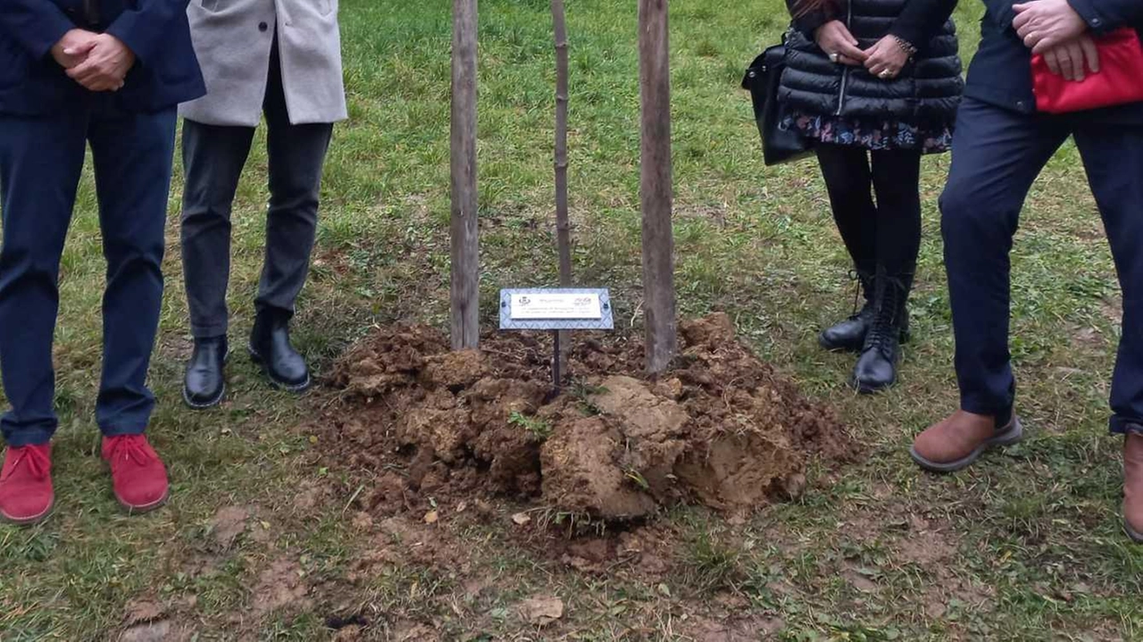 Un acero è stato piantato nel giardino della scuola media "Ippolito Nievo" di San Casciano, dedicato a Rossella Casini,... Un acero è stato piantato nel giardino della scuola media "Ippolito Nievo" di San Casciano, dedicato a Rossella Casini,...