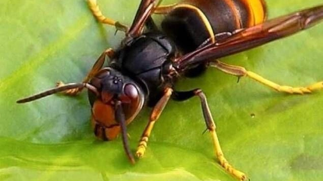 Un incontro all’Unione dei Comuni per consocere la vespa velutina