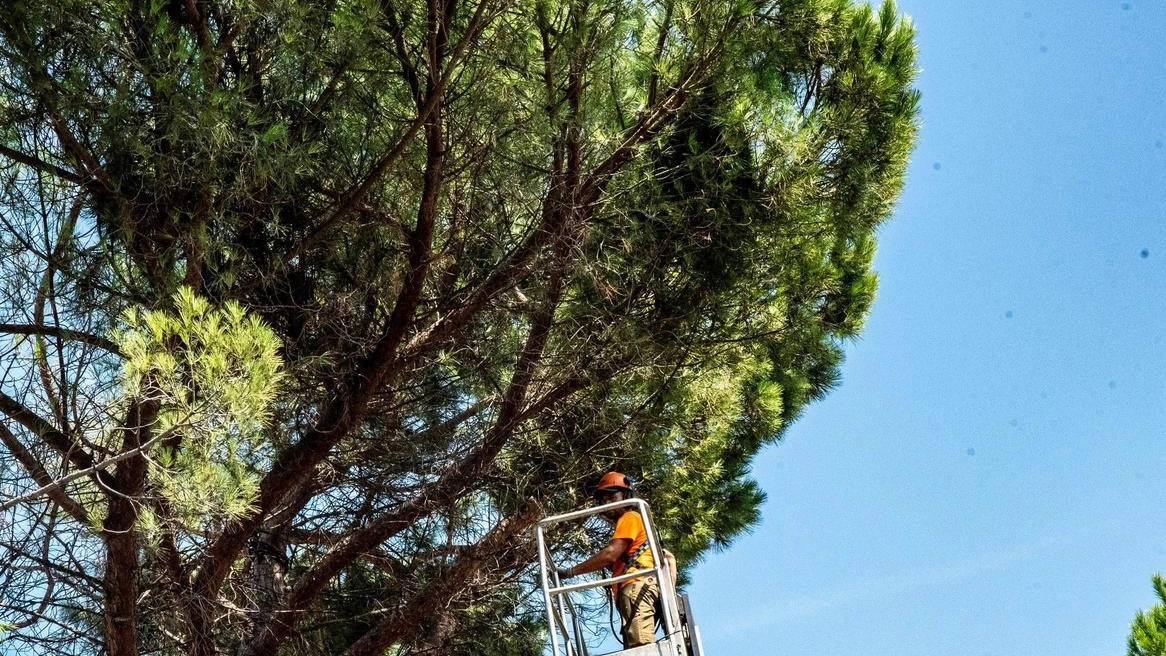 Le operazioni di potatura e abbattimento dei vecchi pini in viale Roma a Umbertide A maggio il crollo di un albero fece scattare il nuovo allarme Le operazioni di potatura e abbattimento dei vecchi pini in viale Roma a Umbertide A maggio il crollo di un albero fece scattare il nuovo allarme