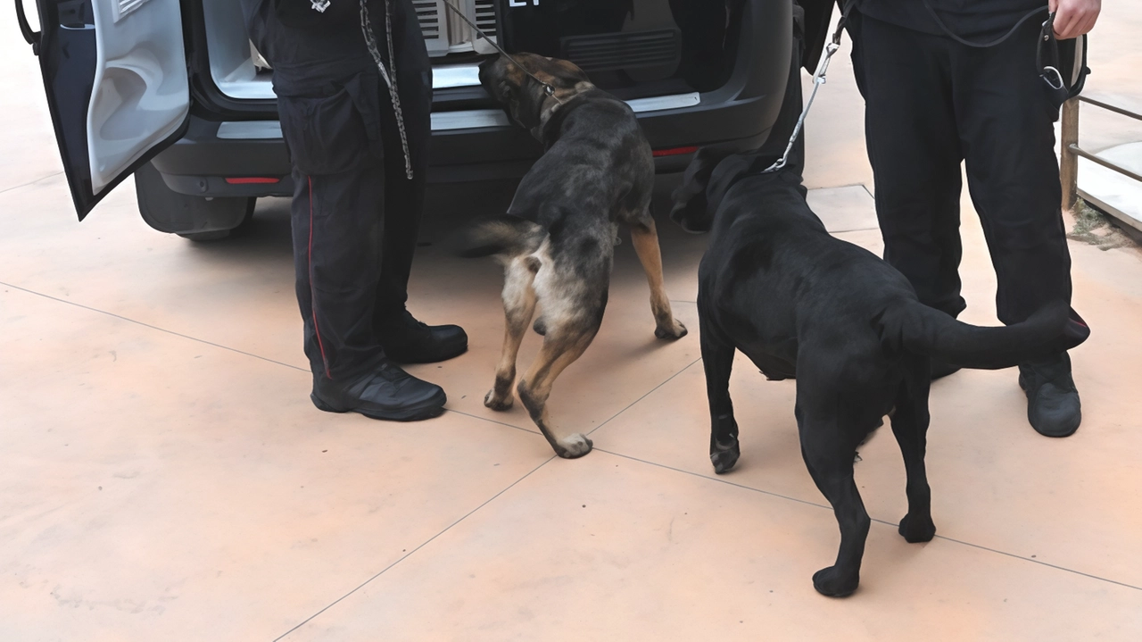 L’istituzione di un’unità cinofila della polizia penitenziaria, è tra le richieste avanzate dal Sappe per il carcere di Sollicciano L’istituzione di un’unità cinofila della polizia penitenziaria, è tra le richieste avanzate dal Sappe per il carcere di Sollicciano